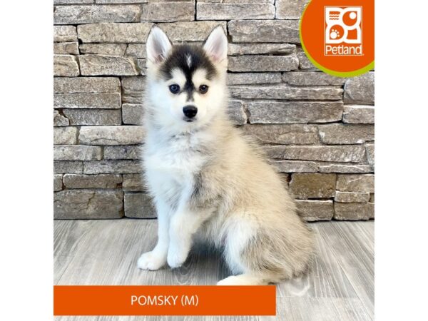 Pomsky – 576