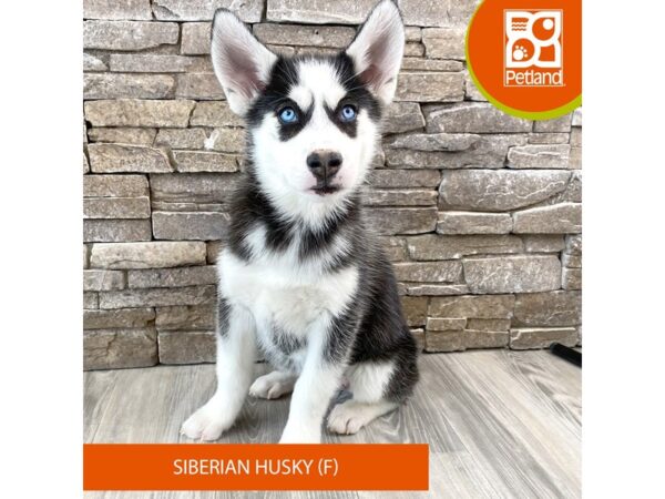Siberian Husky – 578