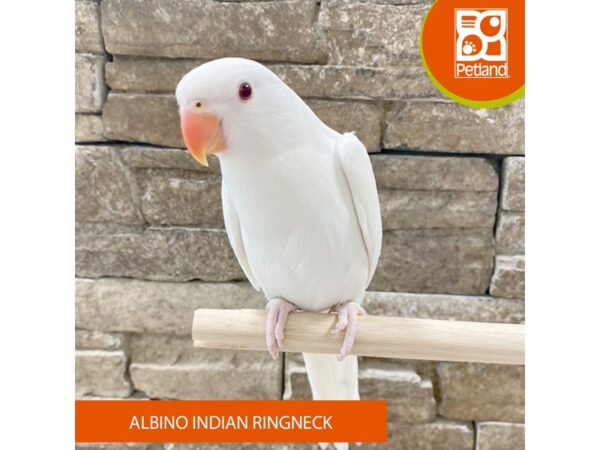 Albino Indian Ringneck-Bird---598-Petland Austin Landing - Miamisburg, OH