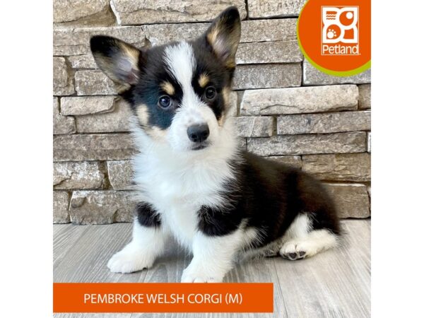 Pembroke Welsh Corgi – 594