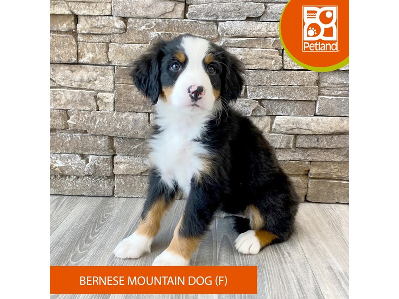 Bernese Mountain Dog - 590 Image #1