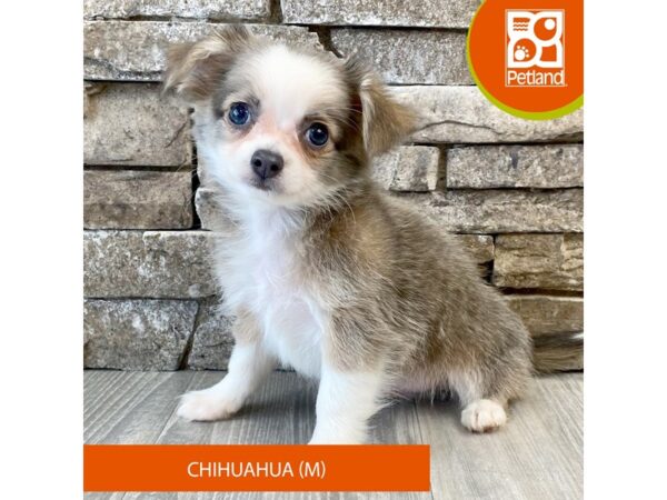 Chihuahua – 601