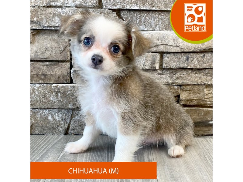 Chihuahua - 601 Image #1