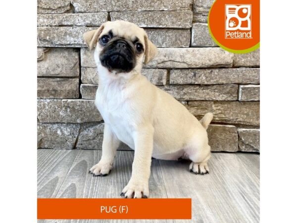 Pug – 607