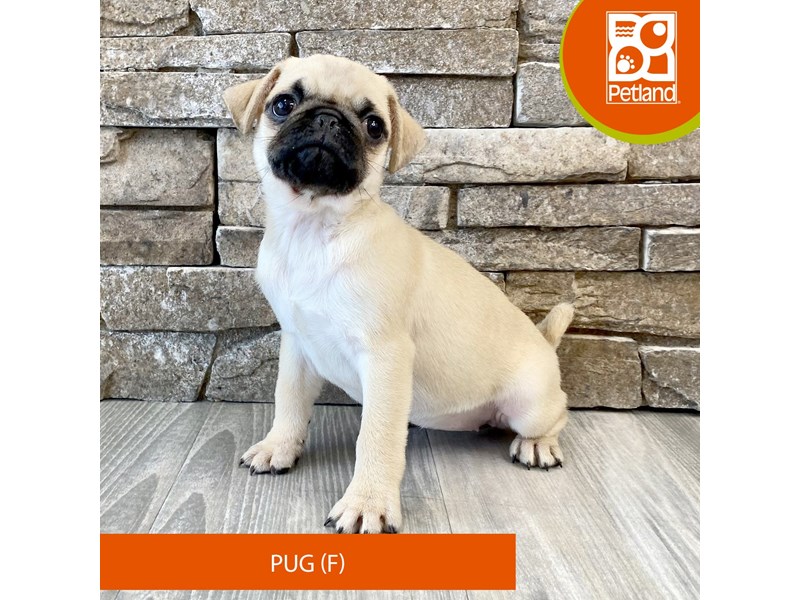 Pug - 607 Image #1