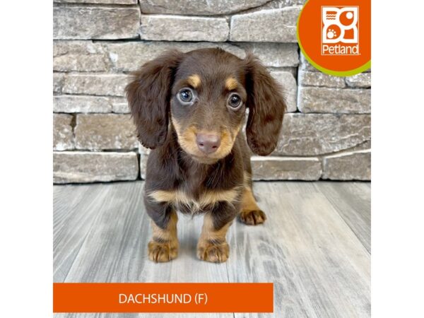 Dachshund – 608