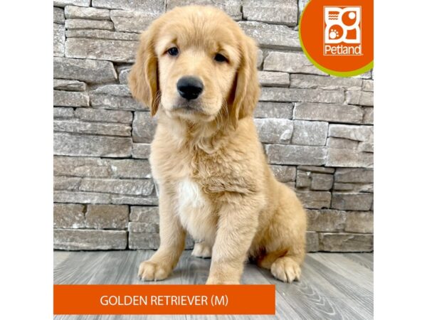 Golden Retriever – 612