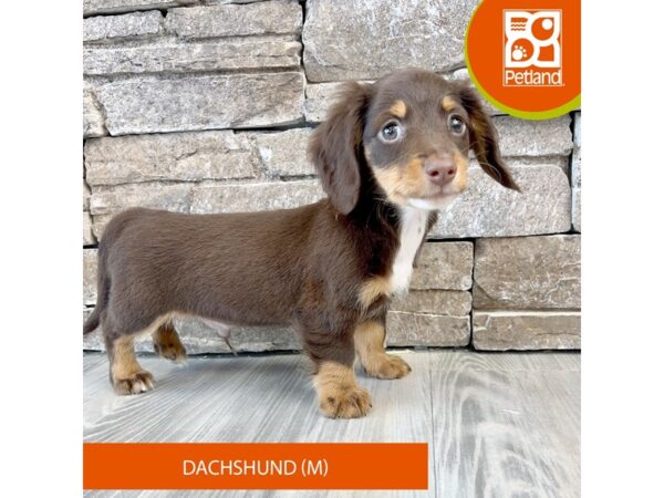 Dachshund – 609