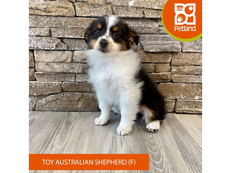 Toy Australian Shepherd For Sale Petland Austin Landing Miamisburg, OH