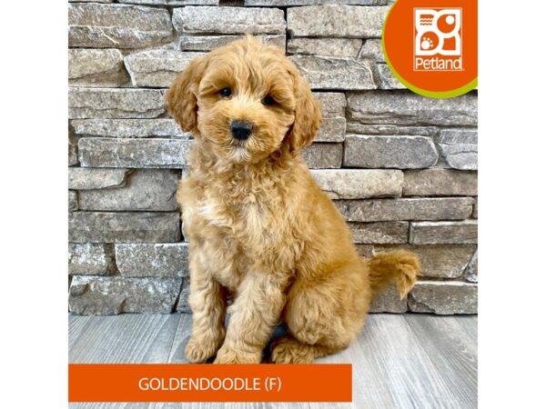 Goldendoodle-Dog-Female-Red-680-Petland Austin Landing - Miamisburg, OH