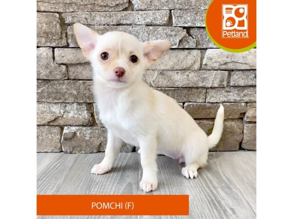 Pomchi-Dog-Female-Cream-694-Petland Austin Landing - Miamisburg, OH