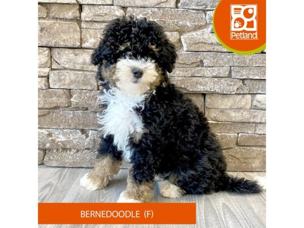 Bernedoodle – 692
