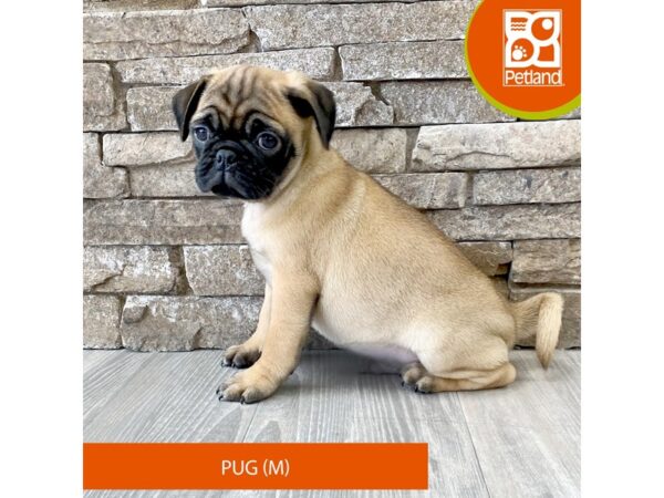 Pug – 695