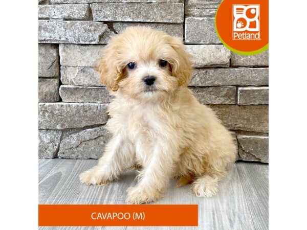 Cavapoo – 693