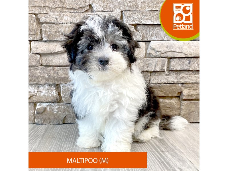 Maltipoo - 707 Image #1