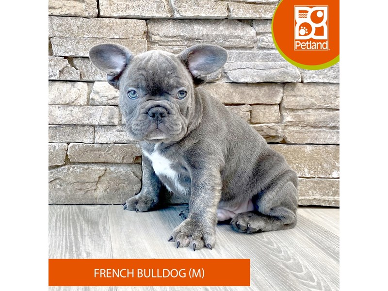French Bulldog - 704 Image #1