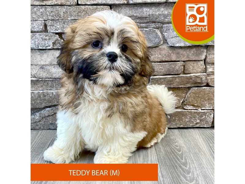 Teddy Bear - 715 Image #1