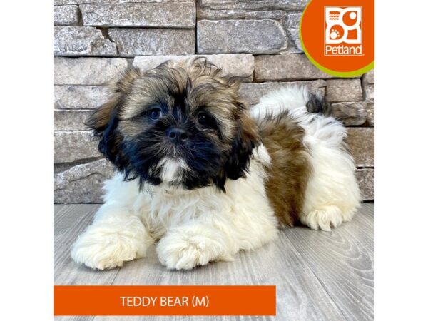 Teddy Bear – 716
