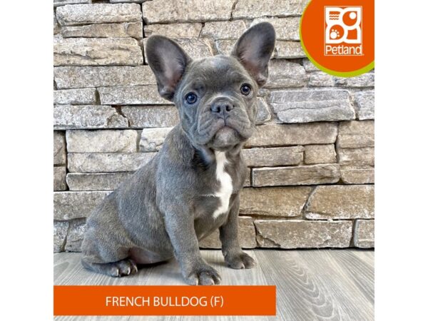 French Bulldog – 714