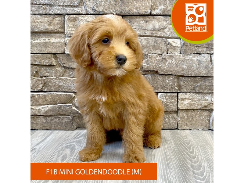 Goldendoodle Mini F1b - 712 Image #1