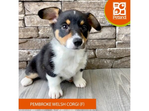 Pembroke Welsh Corgi – 723