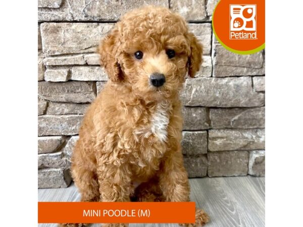 Poodle Mini – 722