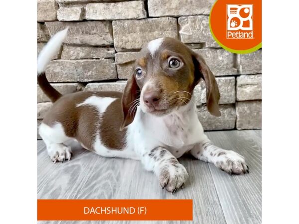 Dachshund – 721