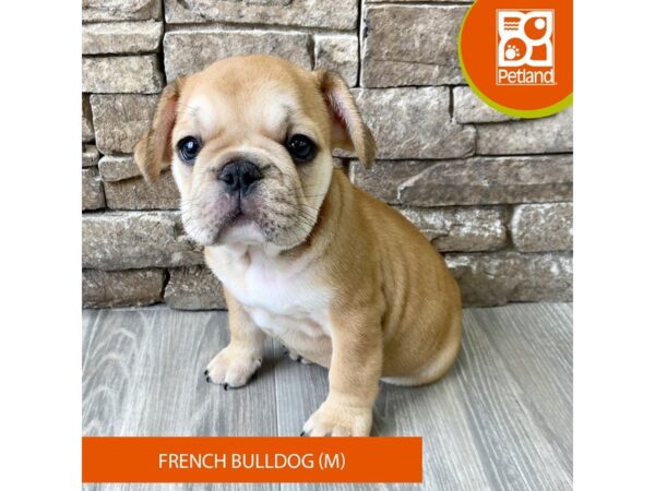 French Bulldog – 720