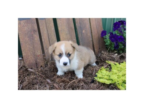 Pembroke Welsh Corgi – 728