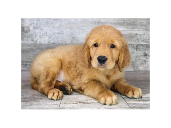Golden Retriever – 748