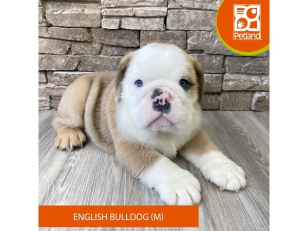 English Bulldog – 733