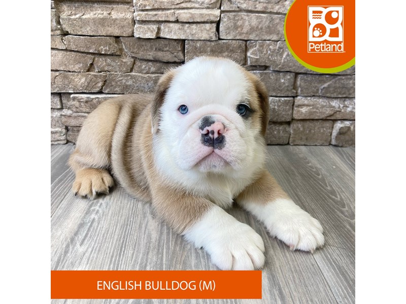 English Bulldog - 733 Image #1