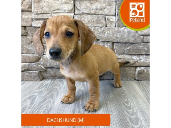 Dachshund – 740