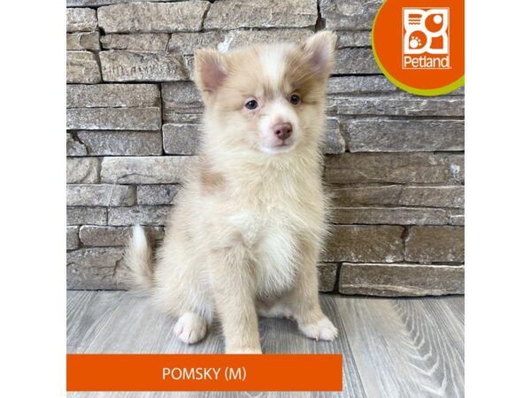 Pomsky – 739