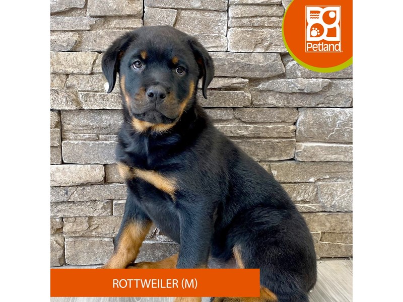 Rottweiler - 738 Image #1