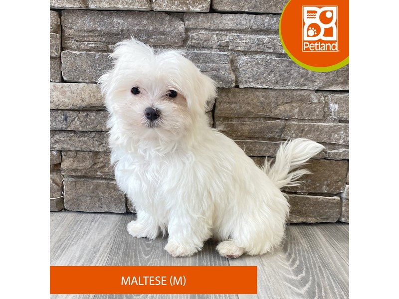 Maltese - 737 Image #1