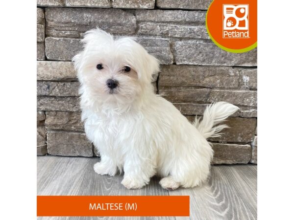 Maltese – 737
