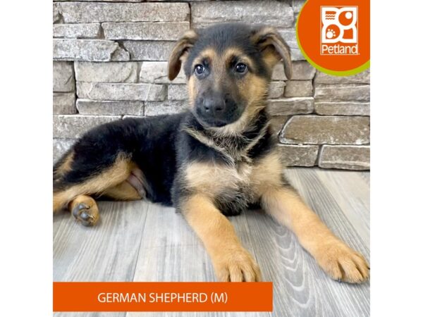 German Shepherd Dog – 735