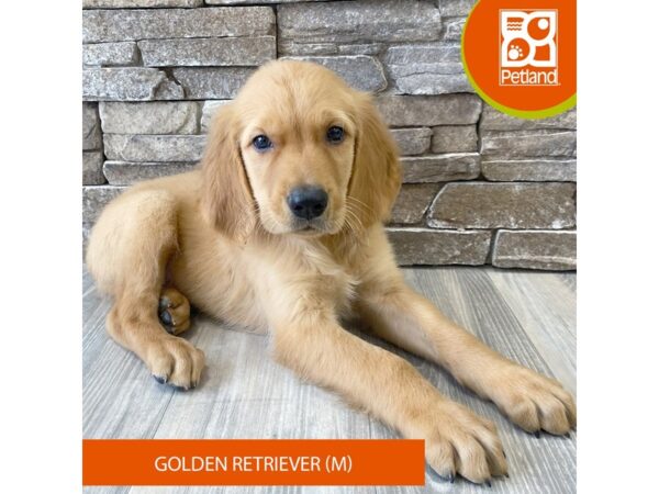 Golden Retriever – 734