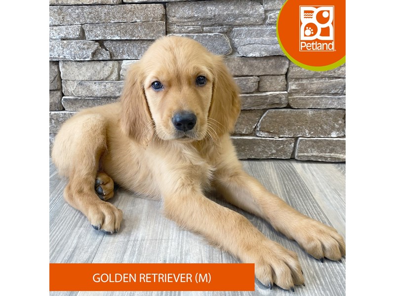 Golden Retriever - 734 Image #1