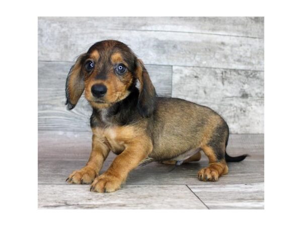 Dachshund – 741