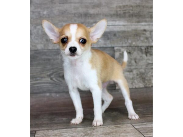 Chihuahua – 742