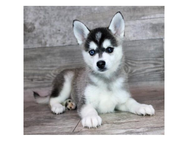 Alaskan Klee Kai – 743