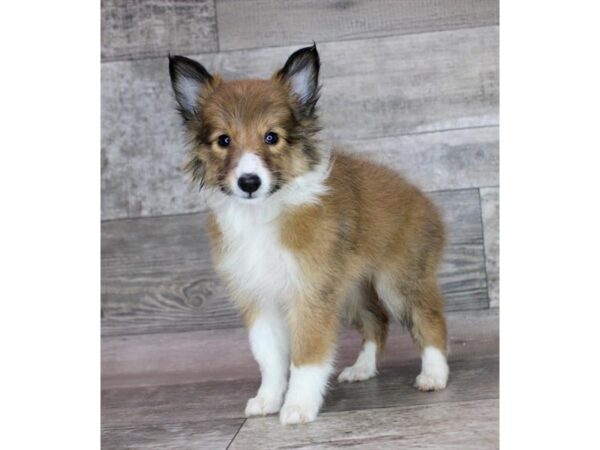 Shetland Sheepdog – 744