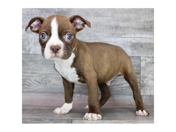 Boston Terrier – 746