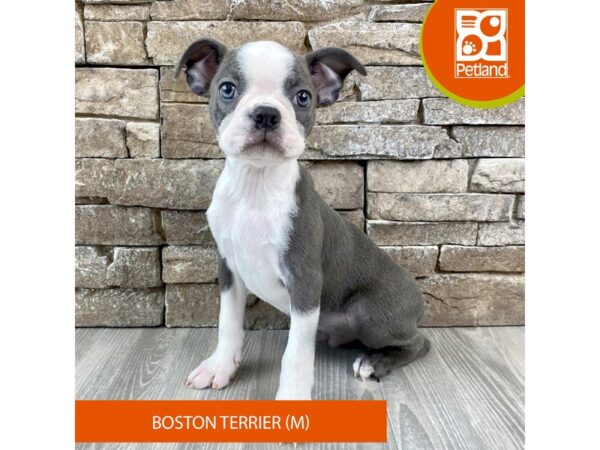 Boston Terrier – 749