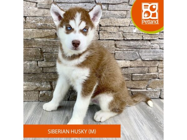 Siberian Husky – 751