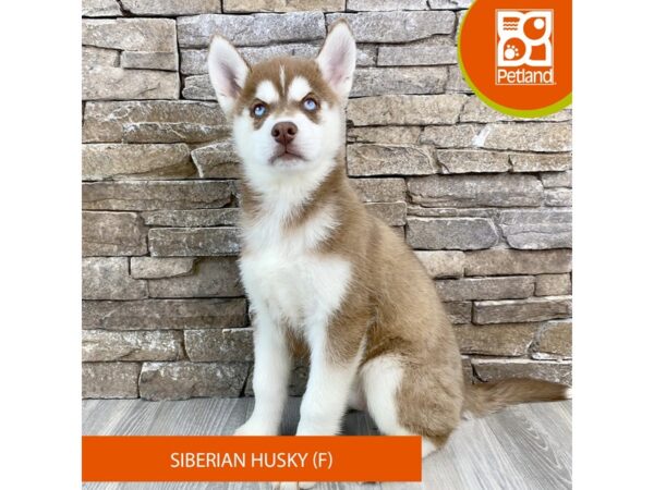 Siberian Husky – 750