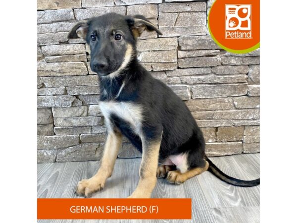 German Shepherd Dog – 717