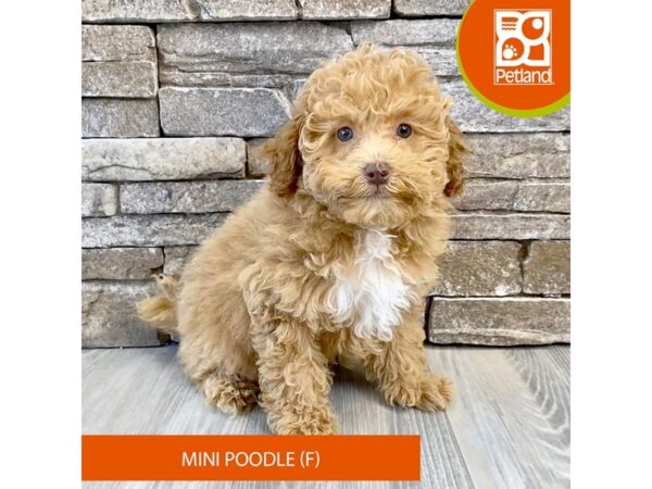 Poodle – 713
